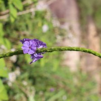 Stachytarpheta urticifolia Sims